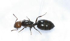 picture of ant