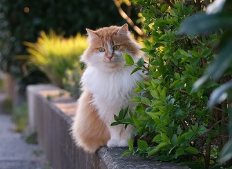 Picture of cat sitting on wall waiting for someone