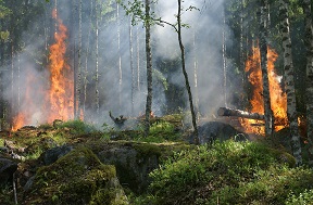 Picture of a burning forest fire