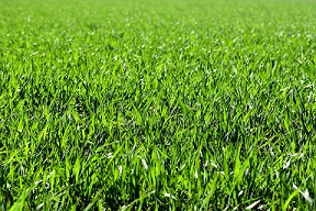 picture of a field of grass