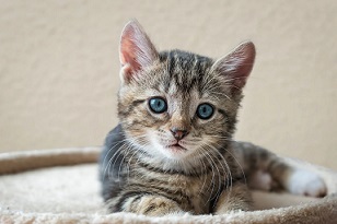 picture of a kitten